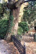 Holliday family plot